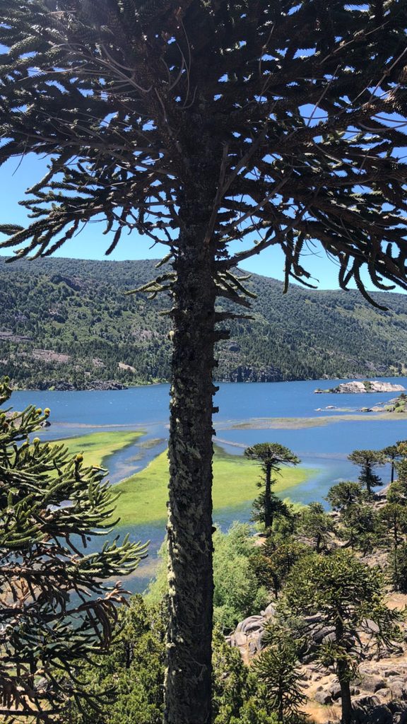 pehuén