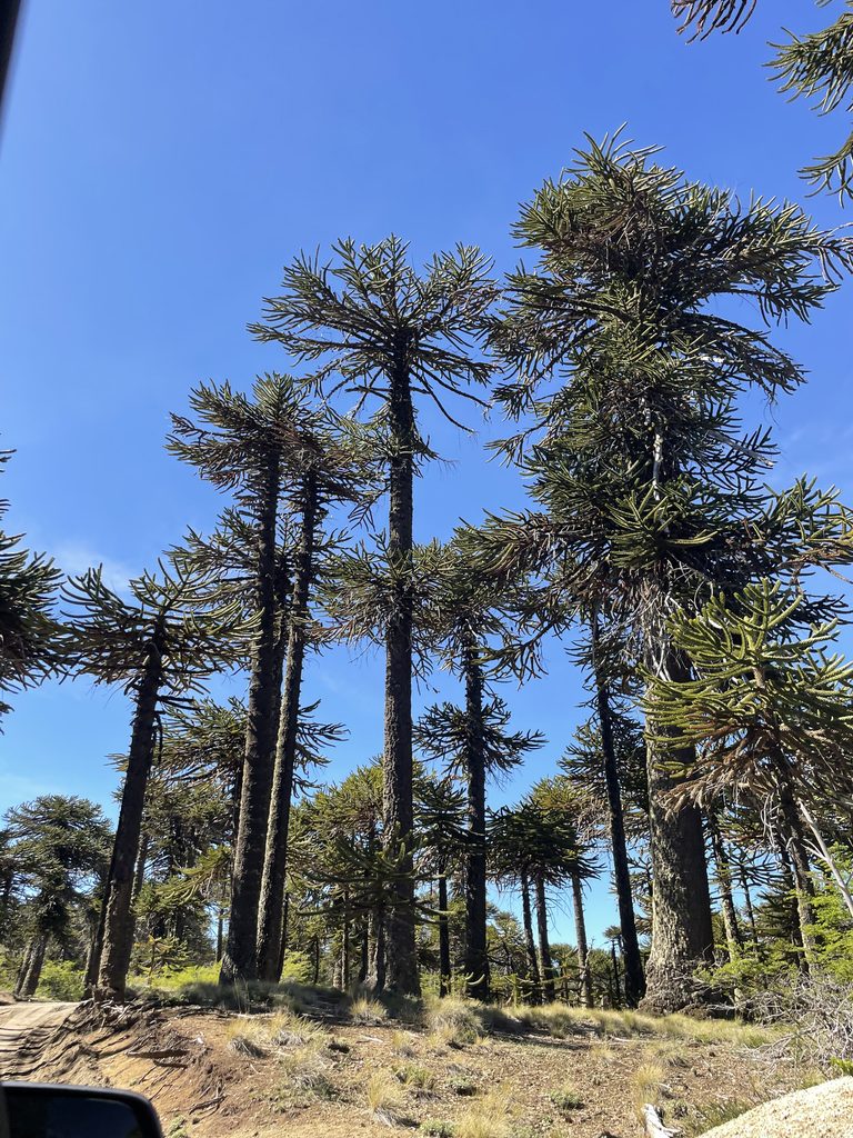 araucaria araucana