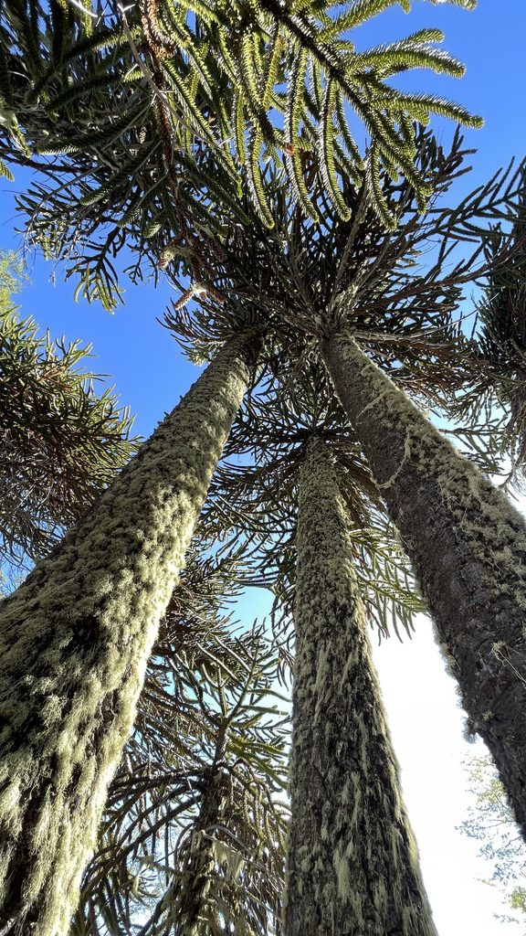 bosque de araucaria