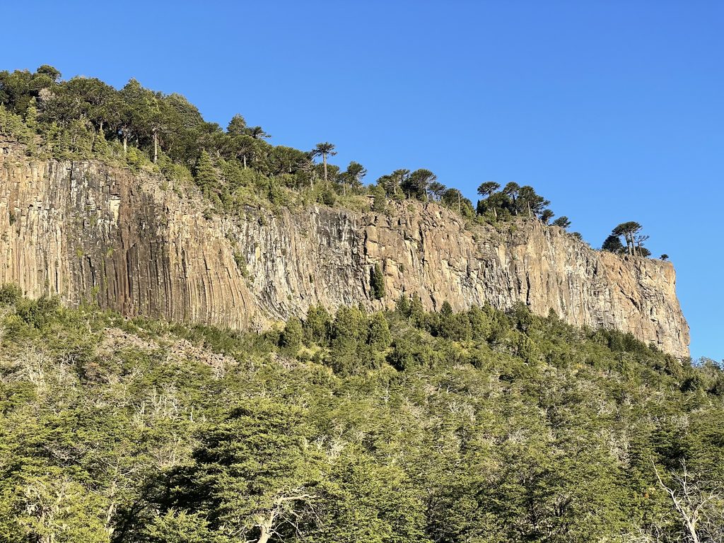 araucarias circuito pehuenia