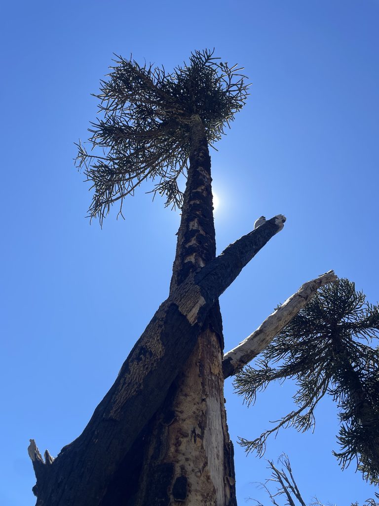 araucaria quemada parque nacional lanin