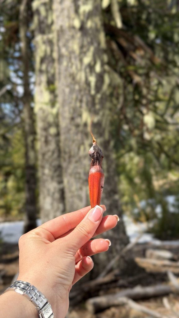piñon