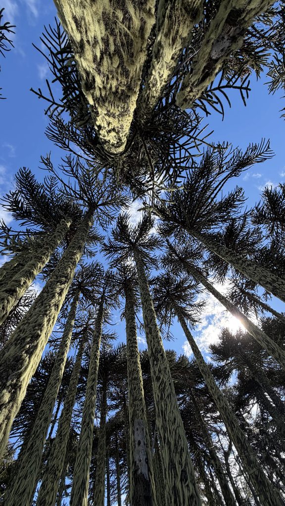 bosque de araucarias