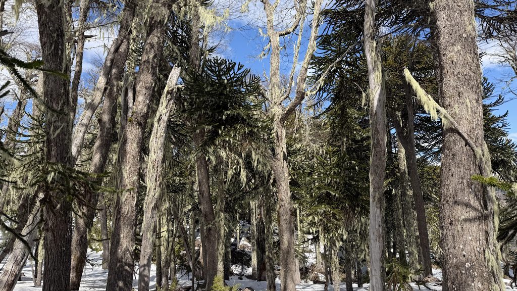 bosque de arucarias 