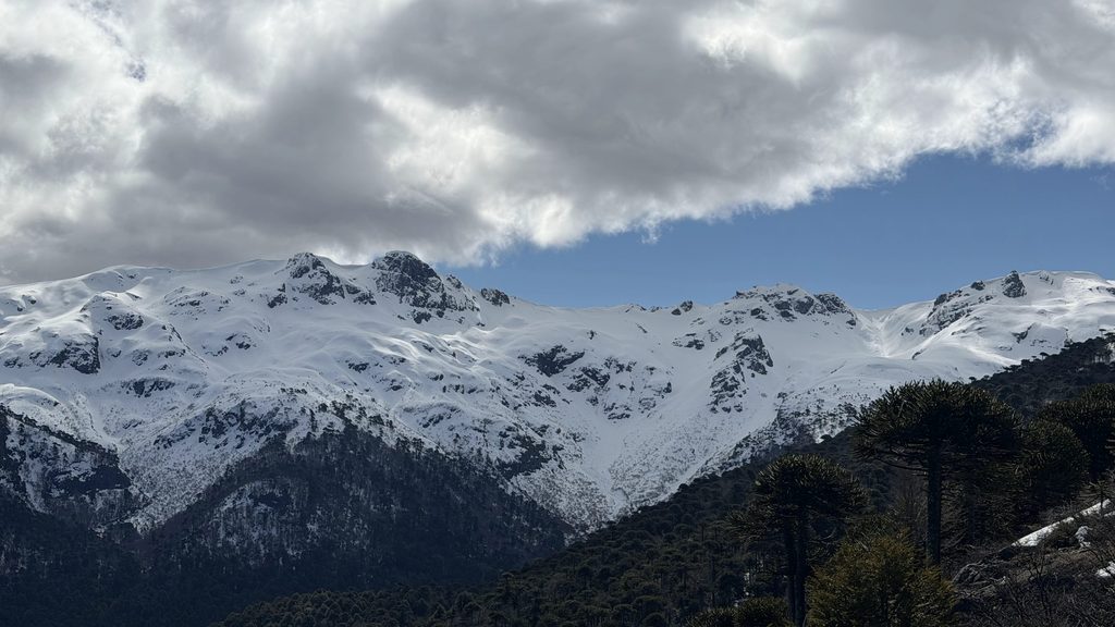 bella durmiente, moquehue